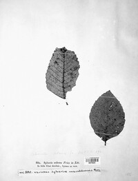 Mycosphaerella oedema image